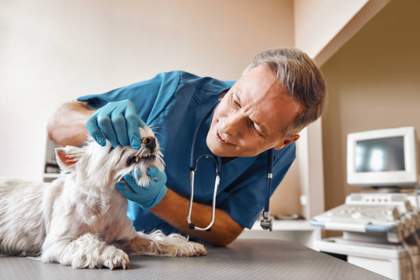 Best Urgent Dental Care in Nashua, NH